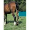 Jammies Three Piece Tail Wrap - Teal -The Equestrian Shop 402348 800 800