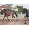 Pessoa Lunging System - Natural 1 Pessoa Lunging System - Natural -The Equestrian Shop 437696 800 800