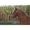 Western Rawhide Basketweave Pony Bridle With Reins - Chestnut 2 Western Rawhide Basketweave Pony Bridle With Reins - Chestnut -The Equestrian Shop 445741 800 800